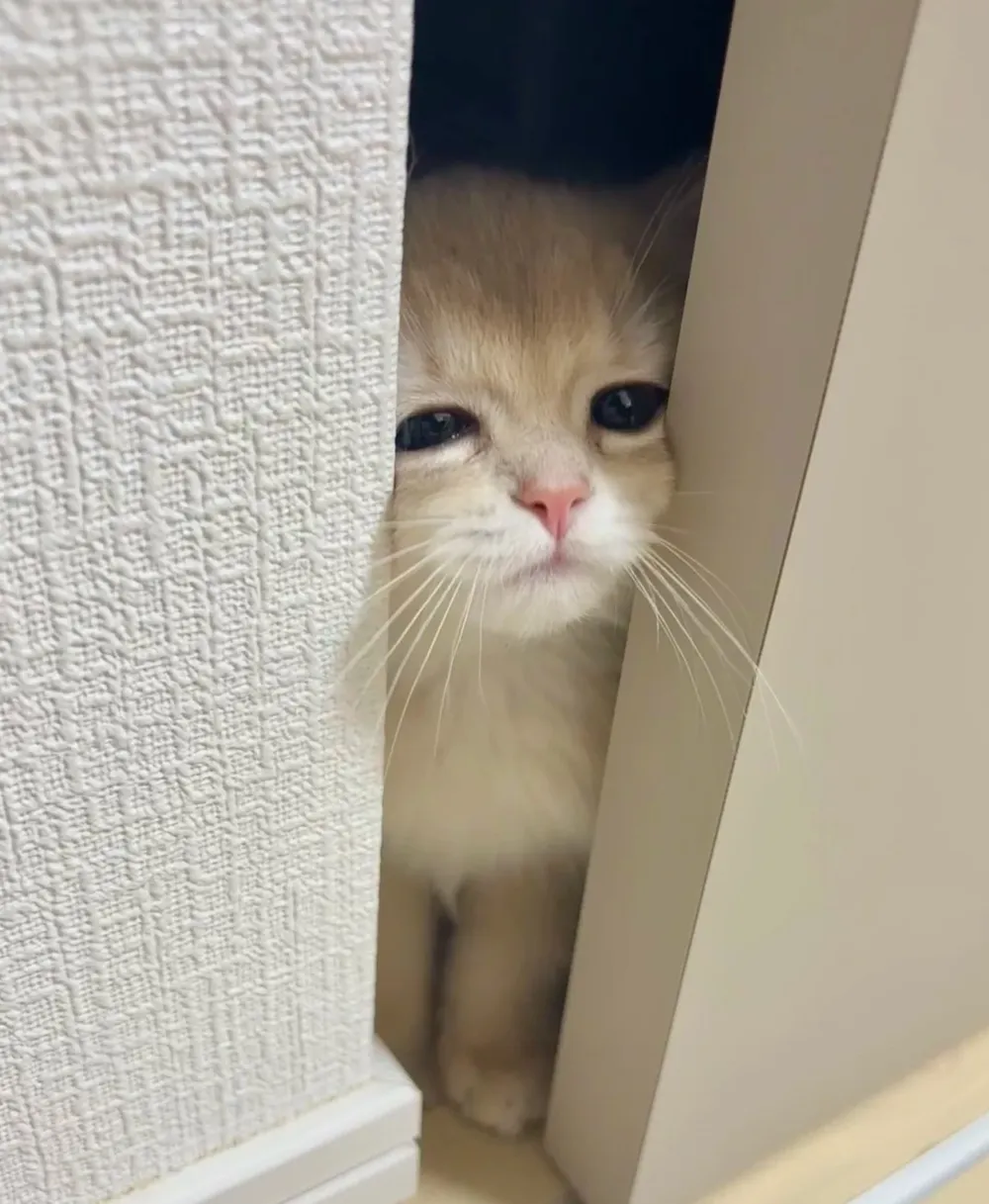 제목